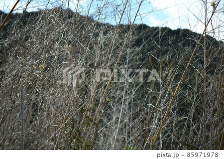一斉開花後に枯れた淡竹 85971978