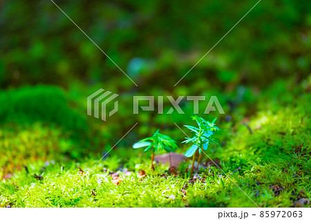 ヒノキの幼木 85972063