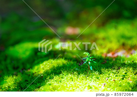 ヒノキの幼木 85972064