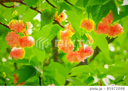 美しい兼六園菊桜 美しい兼六園菊桜 85972098