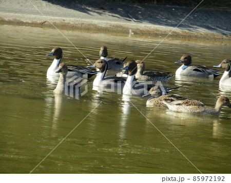 稲毛海浜公園の池に来た冬の渡り鳥オナガガモ 稲毛海浜公園の池に来た冬の渡り鳥オナガガモ 85972192