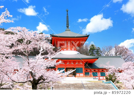 雲上殿の桜 雲上殿の桜 85972220
