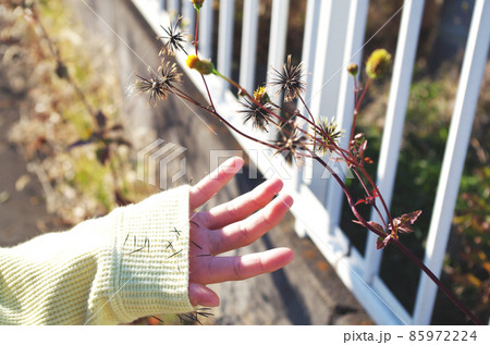 くっつき虫がついた袖 くっつき虫がついた袖 85972224