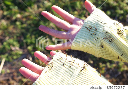 両手のそでにひっつき虫 両手のそでにひっつき虫 85972227