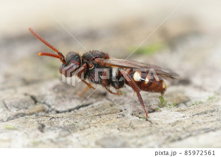 The bear-clawed Nomada bee is a rather small cleptoparasite species that hosts nests of the small sandpit mining bee, Andrena argentata 85972561