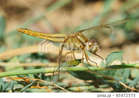 A female of the red-veined or nomad darter Sympetrum fonscolombii, on the outlook for prey flying by 85972573