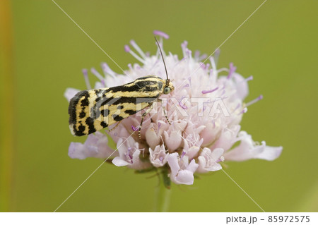 Close up of the day active moth Spotted Sulphur, Acontia trabealis, on a purple scabious flower in Gard, France Close up of the day active moth Spotted Sulphur, Acontia trabealis, on a purple scabious flower in Gard, France 85972575