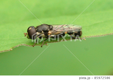 Closeup of the small Thick legged Hoverfly, Syritta pipiens sitting on a green leaf 85972586