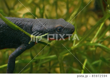Closeup on the head of a black female Chinese firebelied newt, Cynops orientalis, underwater 85972594