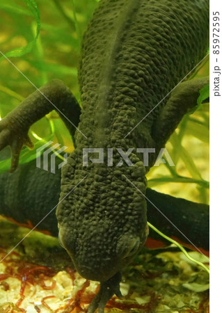Vertical dorsal closeup on an aquatic female Japanese firebllied newt, Cynops pyrhogaster, searching for food on the bottom 85972595
