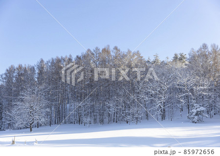 冬の朝のカラマツ林 85972656