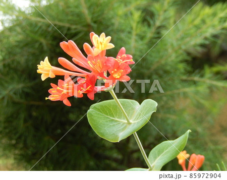 ツキヌキニンドウ 85972904