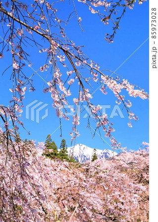 光前寺の桜 光前寺の桜 85973028
