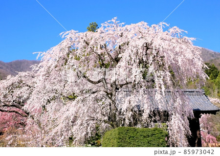 光前寺の桜 85973042