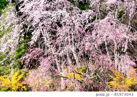 光前寺の桜 光前寺の桜 85973043