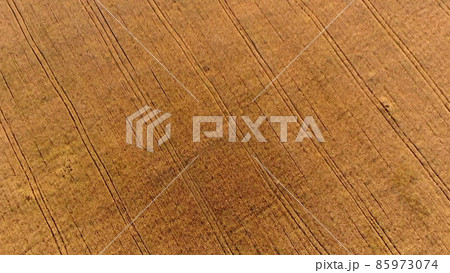 Flying over field of yellow ripe wheat, dawn sunset. Sun glare. 85973074