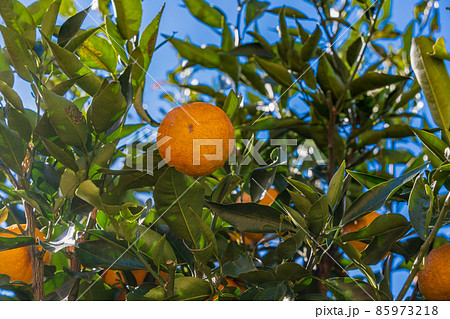 樹上のジャバラの実 85973218