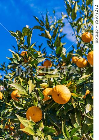 樹上のジャバラの実 85973232