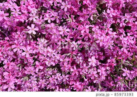 Background of pink flowers (Phlox) in spring 85973393