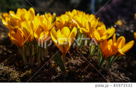 Spring in my garden. The first yellow crocuses on sunny day 85973532
