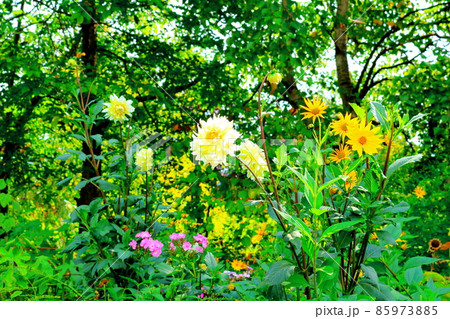 北海道紀行　　美しき上野ファーム 85973885