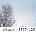 枝に雪が積もった銀杏の木と青空 85974125