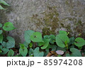壁にドクダミと苔 85974208