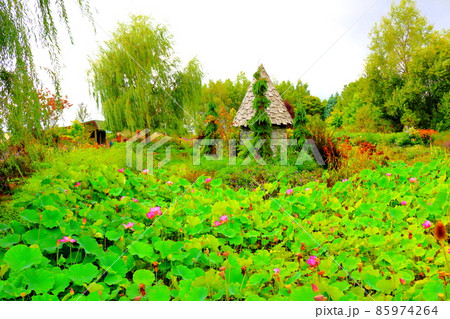 北海道紀行　　美しき上野ファーム 85974264