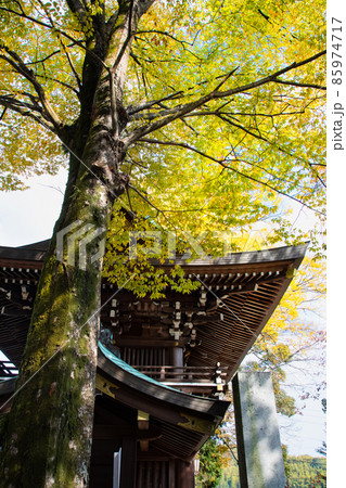 天皇陛下から幣饌料を奉納された、速谷神社の紅葉風景です。七五三のお参りの季節です。廿日市市 85974717