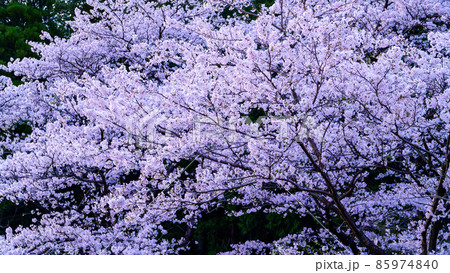 瀬田神社の桜風景「夕暮れ時の桜風景」 85974840