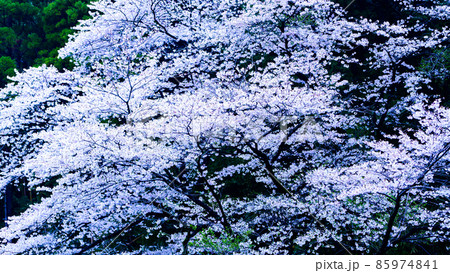 瀬田神社の桜風景「夕暮れ時の桜風景」 85974841