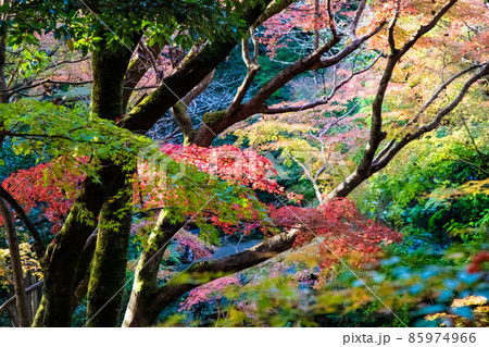 秋色に染まった古刹の境内風景です。鮮やかな色合いをご覧ください。広島市 三滝寺 秋色に染まった古刹の境内風景です。鮮やかな色合いをご覧ください。広島市 三滝寺 85974966