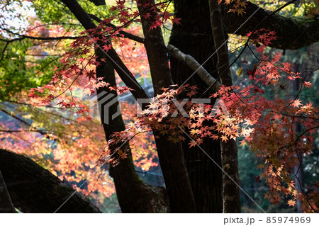 秋色に染まった古刹の境内風景です。鮮やかな色合いをご覧ください。広島市　三滝寺 85974969
