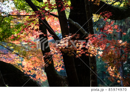 秋色に染まった古刹の境内風景です。鮮やかな色合いをご覧ください。広島市　三滝寺 85974970