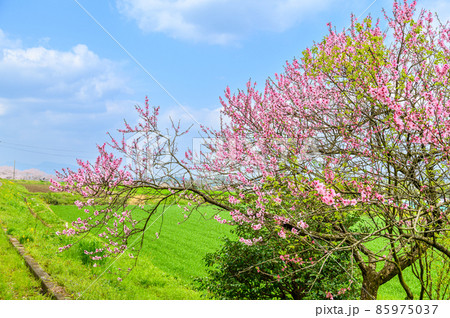 田舎の桜咲く田園風景「最高の春空お天気風景」 田舎の桜咲く田園風景「最高の春空お天気風景」 85975037
