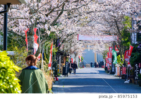 阿蘇神社前の一の宮、商店街の桜祭り風景「観光スポット」 85975153