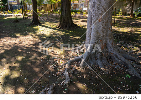 大泉 諏訪神社　練馬区西大泉　境内のどんぐり 85975256
