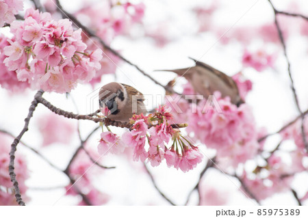 満開の桜の木に止まっている雀 85975389