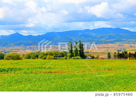 北海道紀行　　富良野の農場 85975460