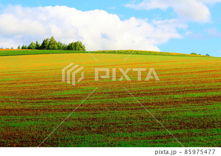 北海道紀行　　富良野の農場 85975477