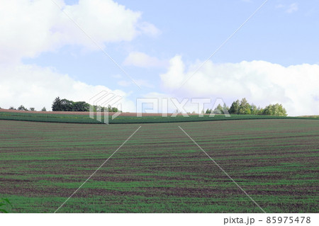 北海道紀行　　富良野の農場 85975478