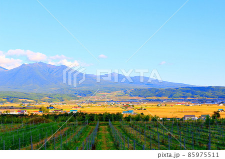 北海道紀行　　富良野の農場 85975511