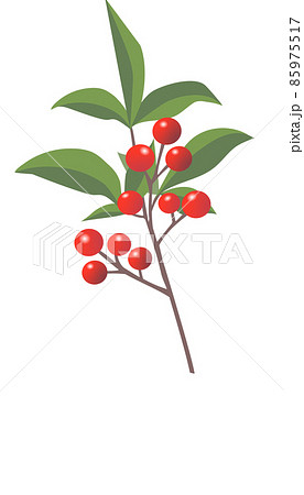 葉付き南天のイラスト 葉付き南天のイラスト 85975517
