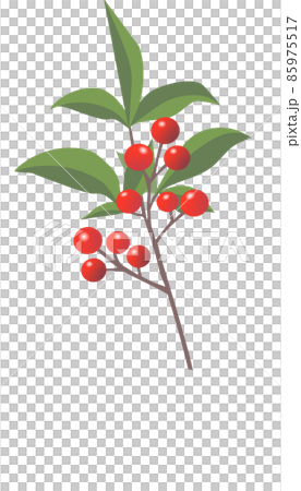 葉付き南天のイラスト 葉付き南天のイラスト 85975517
