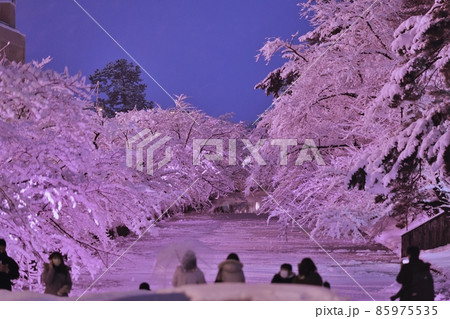 弘前城の冬に咲く桜 85975535