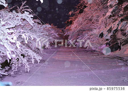 弘前の冬桜 弘前の冬桜 85975536