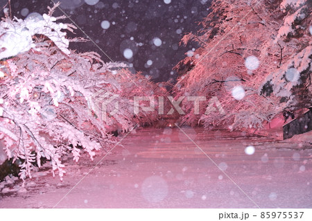 弘前城の冬の桜吹雪 85975537