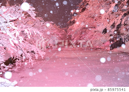 弘前公園の冬桜吹雪 85975541