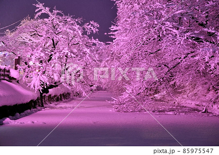 弘前の冬に咲く桜 85975547