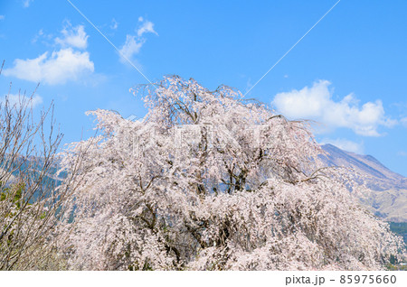 阿蘇山・阿蘇五岳を背景に南阿蘇村の桜の木と田園風景 85975660